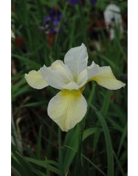 Iris, Siberian 'Butter & Sugar'