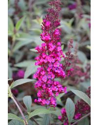 Buddleia, Butterfly Bush 'Buzz™ Hot Raspberry'