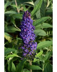 Buddleia, Butterfly Bush 'Buzz™ Midnight'