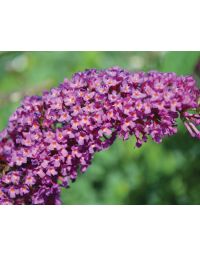 Buddleia, Butterfly Bush 'Buzz™ Magenta'