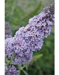 Buddleja, Butterfly Bush 'Buzz™ Sky Blue'