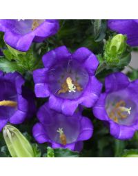 Campanula 'Champion'