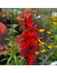 Lobelia, Cardinal Flower 'Minnesota Native'