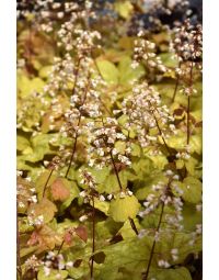 Heuchera, Gold Leaf Coral Bells 'Champagne'