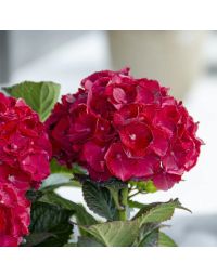 Hydrangea, Bigleaf 'Cherry-Go-Round™'