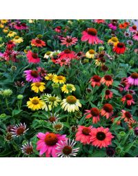 Echinacea, Coneflower 'Cheyenne Spirit'