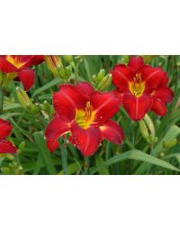 Hemerocallis, Red Daylily 'Chicago Apache'