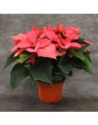 Pink Poinsettia in Bare Pot