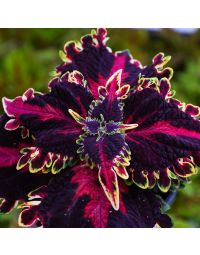 Coleus, Witches Brew