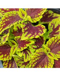Coleus, Coleosaurus