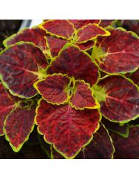 Coleus, 'Dipt In Wine'