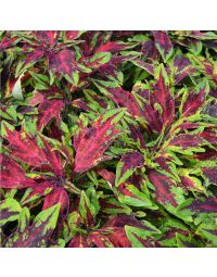 Coleus, FlameThrower™ 'Chili Pepper'