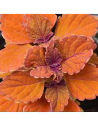 Coleus, ChargedUp™ 'Inferno'