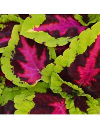 Coleus, Kong® 'Rose'