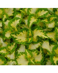 Coleus, Wizard® 'Jade'