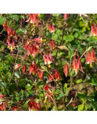 Aquilegia, American Columbine 'Minnesota Native'