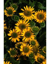 Echinacea, Coneflower 'Kismet® Yellow'