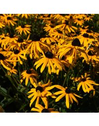 Rudbeckia, Orange Coneflower 'Minnesota Native'