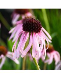 Echinacea, Pale Purple Coneflower 'Minnesota Native'