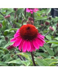 Echinacea, Coneflower Panama™ 'Rose'