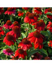 Echinacea, Coneflower 'Sombrero® Salsa Red'