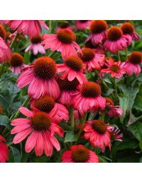 Echinacea, Coneflower 'Sombrero® Tango Tangerine'