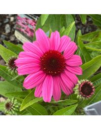 Echinacea, Coneflower SunMagic® Vintage 'Hot Pink'
