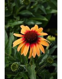 Echinacea, Coneflower 'SunSeekers® Tequila Sunrise'