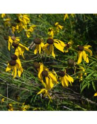 Ratibida, Yellow Coneflower 'Minnesota Native'