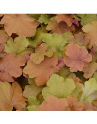 Heuchera, Gold Leaf Coral Bells 'Caramel'