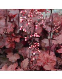 Heuchera, Red Leaf Coral Bells 'Fire Chief'