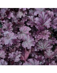 Heuchera, Purple Leaf Coral Bells 'Forever® Purple'