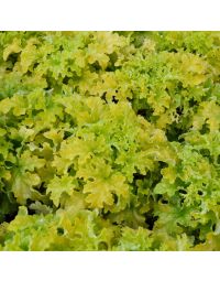 Heuchera, Green Leaf Coral Bells 'Lime Ruffles'