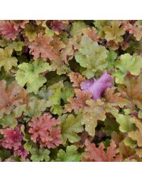 Heuchera, Bicolor Leaf Coral Bells 'Marmalade'