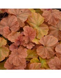 Heuchera, Gold Leaf Coral Bells 'Northern Exposure™ Amber'