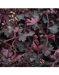 Heuchera, Black Leaf Coral Bells 'Northern Exposure™ Black'