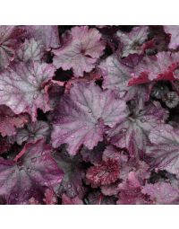 Heuchera, Purple Leaf Coral Bells 'Northern Exposure™ Purple'