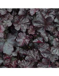 Heuchera, Black Leaf Coral Bells 'Obsidian'