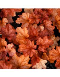 Heuchera, Red Leaf Coral Bells 'Paprika'