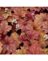 Heuchera, Red Leaf Coral Bells 'Rio'