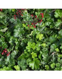 Heuchera, Green Leaf Coral Bells 'Ruby Bells'