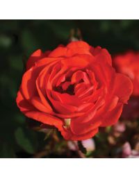 Rosa, Shrub Rose 'Coral Drift®'