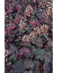 Heuchera, Red Leaf Coral Bells 'Cajun Fire'