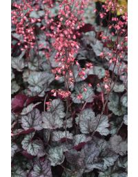 Heuchera, Silver Leaf Coral Bells 'Glitter'