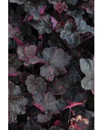 Heuchera, Black Leaf Coral Bells 'Midnight Rose'
