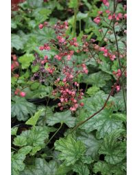 Heuchera, Green Leaf Coral Bells 'Paris'