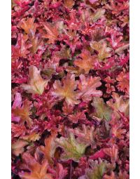 Heuchera, Red Leaf Coral Bells 'Peach Flambe'