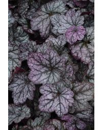 Heuchera, Silver Leaf Coral Bells 'Sugar Plum'