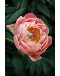 Paeonia, Pink Peony 'Coral Charm'