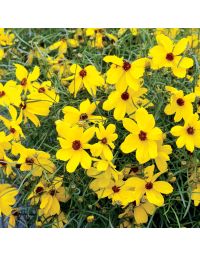 Coreopsis, Threadleaf Tickseed 'Imperial Sun®'